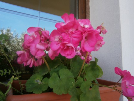 a adoorooo anche i fiori