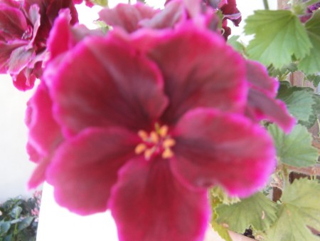 adoro i fiori